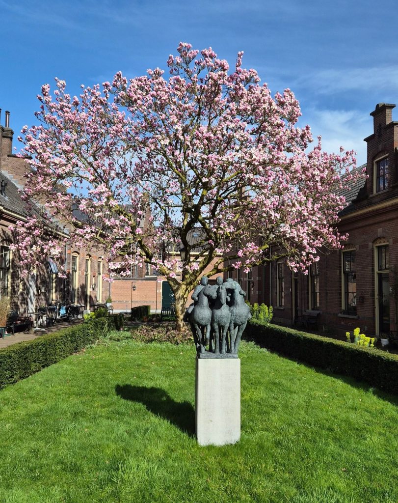 magnolia_web_optimized